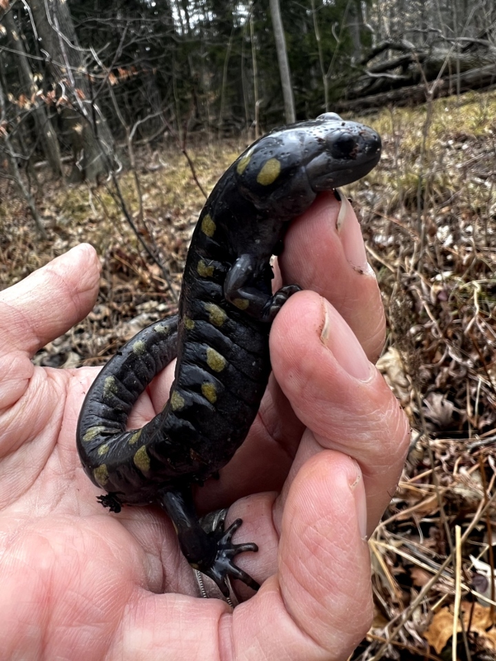 Spotted Salamander